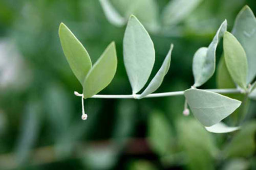 10 thảo dược giúp tóc mọc nhanh