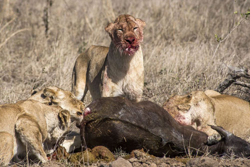 Kinh hoàng cảnh 17 con sư tử xé xác 2 chú trâu rừng trong đêm