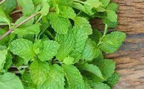 Những lợi ích sức khỏe của bạc hà