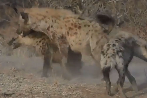 Linh cẩu chết thảm vì giành ăn với ‘đại ca’ trong đàn