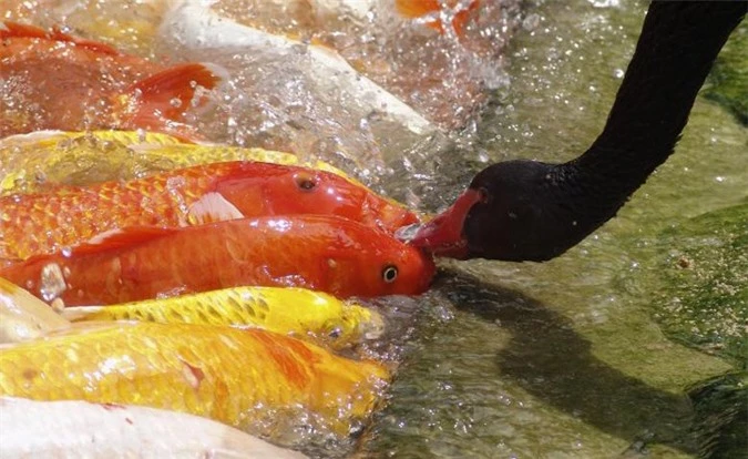 hi huu tinh ban khac loai ma tham thiet cua dong vat hinh 16