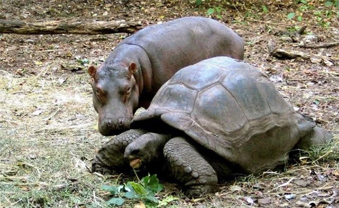 hi hữu tình bạn khác loài mà thắm thiết của động vật hình 20 hi huu tinh ban khac loai ma tham thiet cua dong vat hinh 20