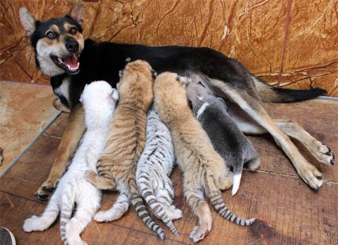 hi hữu tình bạn khác loài mà thắm thiết của động vật hình 4 hi huu tinh ban khac loai ma tham thiet cua dong vat hinh 4