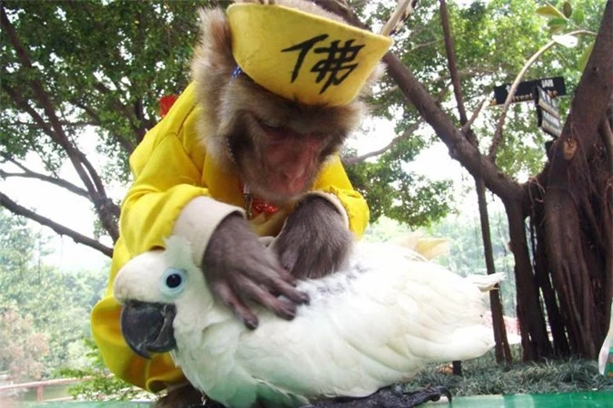 hi hữu tình bạn khác loài mà thắm thiết của động vật hình 5 hi huu tinh ban khac loai ma tham thiet cua dong vat hinh 5