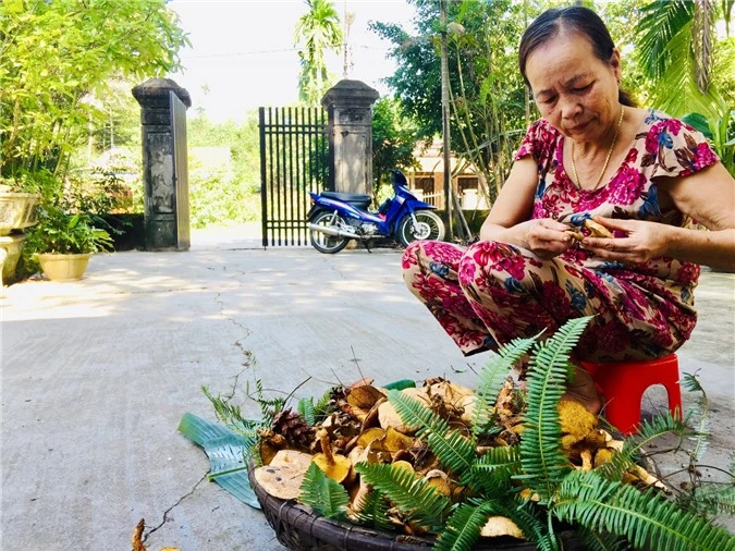 hue: loai nam la moc ra tu cay cho nhua vang khong phai ai cung biet hinh anh 8