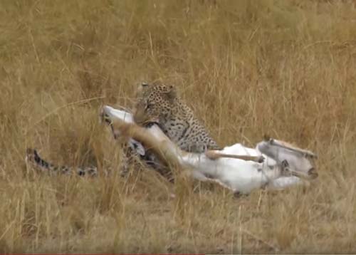 CLIP: Báo hoa mai đoạt mạng linh dương trong "một nốt nhạc"