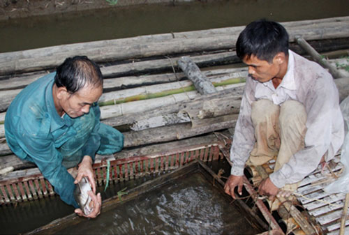 Tuyên Quang: Phát triển bền vững từ nuôi thủy sản an toàn