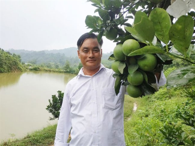 Hà Tĩnh: Người sở hữu đồi cam lớn nhất huyện Vũ Quang