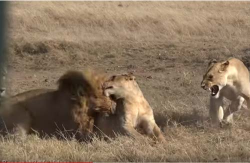 CLIP: Đàn sư tử nội chiến đẫm máu giành thức ăn