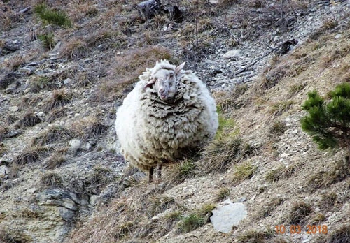 Theo thông tin đăng tải, mới đây, tại thung lũng Jonas ở Ilm-Kreis, Thuringia, Đức, người ta phát hiện một con cừu hoang dã có bộ lông cực dày.