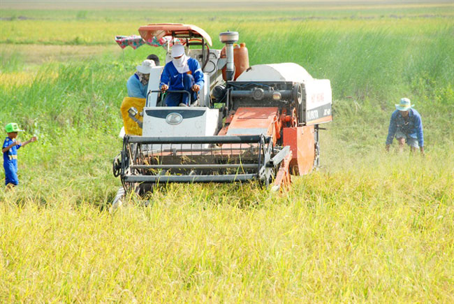 Cần Thơ phát triển cánh đồng lớn