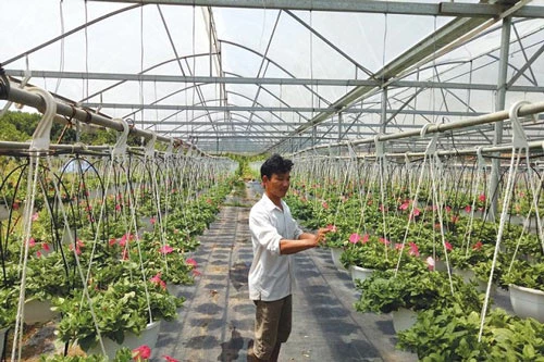 Nông nghiệp công nghệ cao được Đà Nẵng chú trọng
