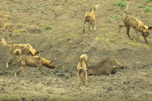 CLIP: Lợn bướu tử chiến chó hoang và cái kết bất ngờ