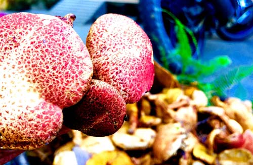 Huế: Loại nấm lạ mọc ra từ cây cho nhựa vàng không phải ai cũng biết