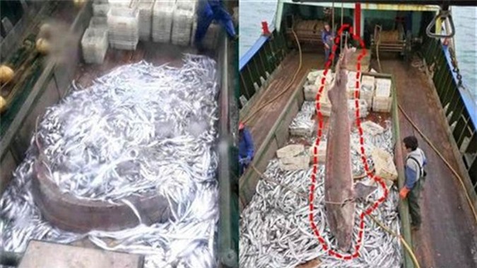 Bắt được "thủy quái" cá tầm khổng lồ nặng 200kg, dài 3m