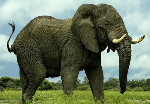 Voi khổng lồ gặp kiến tí hon "run cầm cập", lý do là gì?