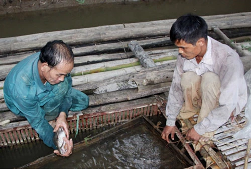 Nghề nuôi trồng thủy sản đang phát triển mạnh ở Hàm Yên