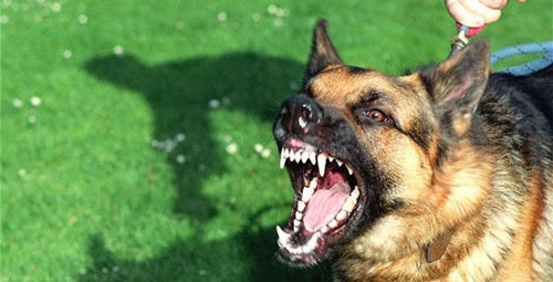 Trầy xước nhẹ khi bị chó cắn, bé trai phát bệnh dại rồi tử vong