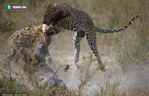 Gần hạ gục lợn bướu, báo vừa bị thương nặng vừa mất mồi ngon vì kẻ thù