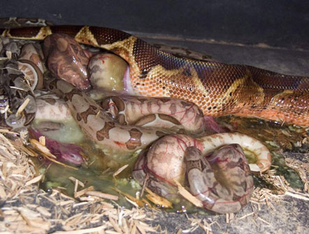 Giải mã bí ẩn trăn Anaconda khổng lồ trong sở thú bỗng dưng đẻ con dù cả đời chẳng biết đến 'mùi trai' là gì