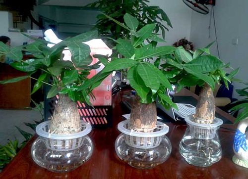 Dù khó kiếm bạn cũng nên tìm cây này để trong nhà sự nghiệp thăng tiến không ngừng, nhanh chóng giàu sang