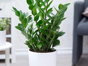 Trong lá cây kim tiền có chất gì gây bỏng da?