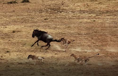 CLIP: Màn rượt đuổi "nghẹt thở" giữa báo săn và linh dương