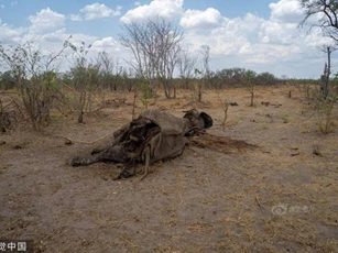 Rùng mình cảnh động vật hoang dã chết thảm vì hạn hán ở Zimbabwe