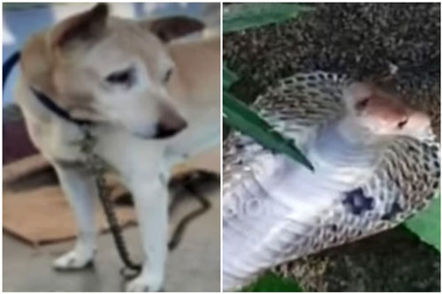 Rắn hổ mang hung hăng tấn công chủ, chó cưng ra đòn "hủy diệt"