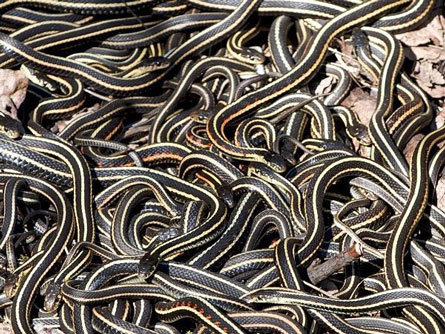 Rắn sọc đực đánh nhau quyết liệt để giao phối