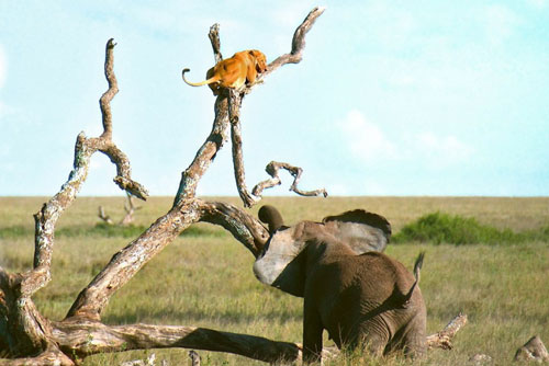 Sư tử bị voi đuổi sợ khiếp vía trèo lên cây