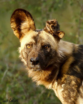 Chiêm ngưỡng màn săn mồi siêu tốc của chó hoang châu Phi