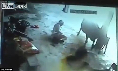 Thót tim trước cảnh bò tấn công "kẻ giết người" cứu cô gái