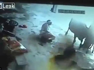 Thót tim trước cảnh bò tấn công "kẻ giết người" cứu cô gái