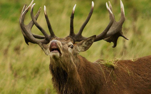 Hươu rừng húc chết thợ săn sau khi bị bắn