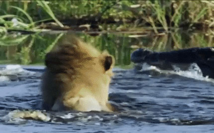 Clip trận chiến của những vị vua: Sư tử tái mặt khi bóng đen lao đến dìm nó xuống nước