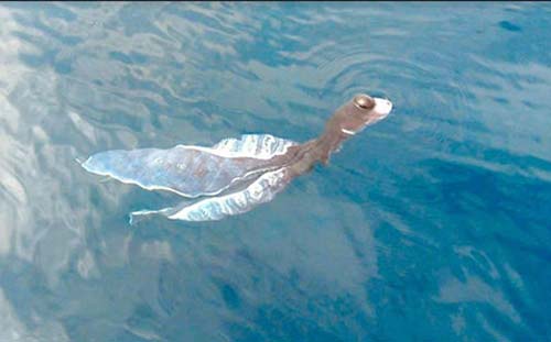 Bất ngờ: Loài "thủy quái" gây xôn xao ở Phú Quý là con vật tâm linh