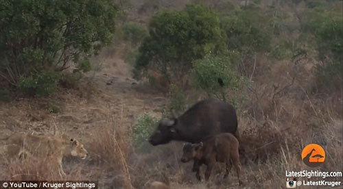 Trâu rừng dũng mãnh tấn công sư tử bảo vệ con