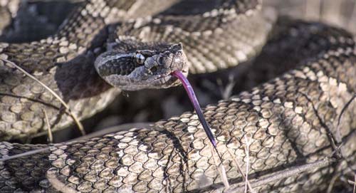 Phát hiện sốc về loài rắn từng có chân