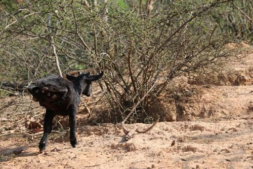 Cảm phục nghị lực phi thường của “cô” dê 2 chân