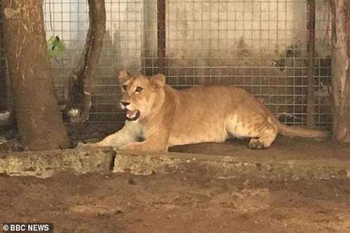 "Choáng váng" với cảnh nuôi sư tử làm... "chó giữ nhà" ở khu chung cư