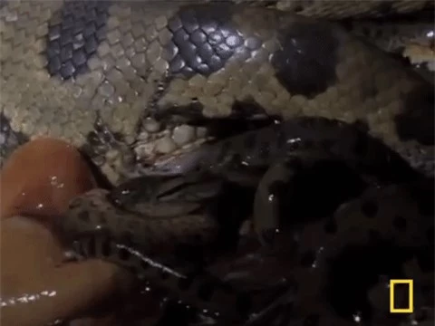 Trăn Anaconda đẻ con