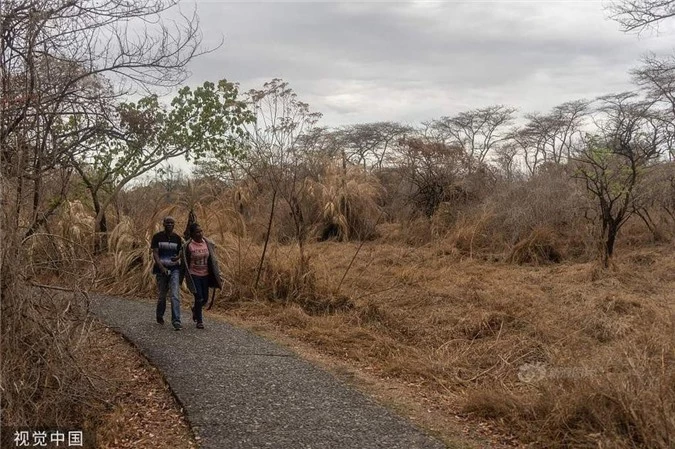 Rung minh canh dong vat hoang da chet tham vi han han o Zimbabwe-Hinh-8