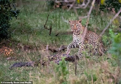 Lạ lùng cảnh trăn đi săn báo đốm, nhận cái kết thảm thương