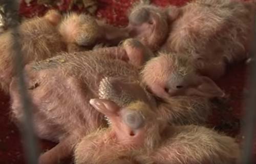 Bắc Giang: Nuôi bồ câu "vỡ kế hoạch" mang lại thu nhập cao