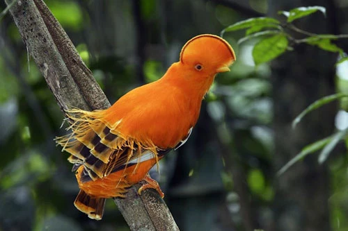 Loài chim sở hữu ngoại hình nổi bật