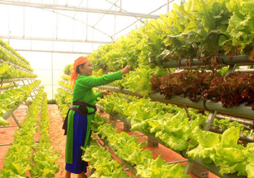 Lào Cai: Triển vọng nhờ trồng rau sạch
