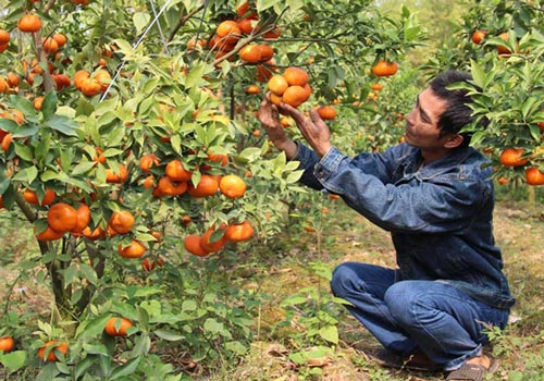 Lạng Sơn: Sức bật từ trồng cây ăn quả VietGAP
