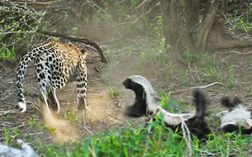 Clip: Lửng mật "không ngán" báo đốm khi bảo vệ con