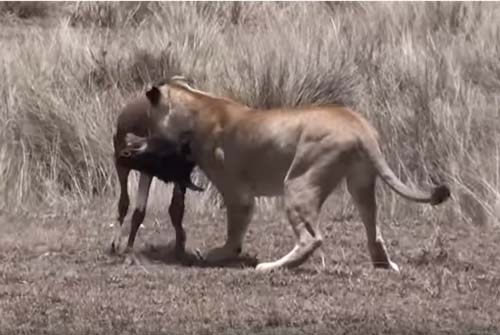 CLIP: Linh dương chạy tới "nạp mạng" cho sư tử